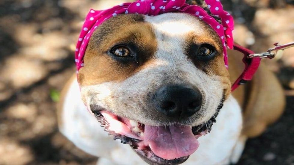 Rosie @ Austin Humane Society 7/19/23