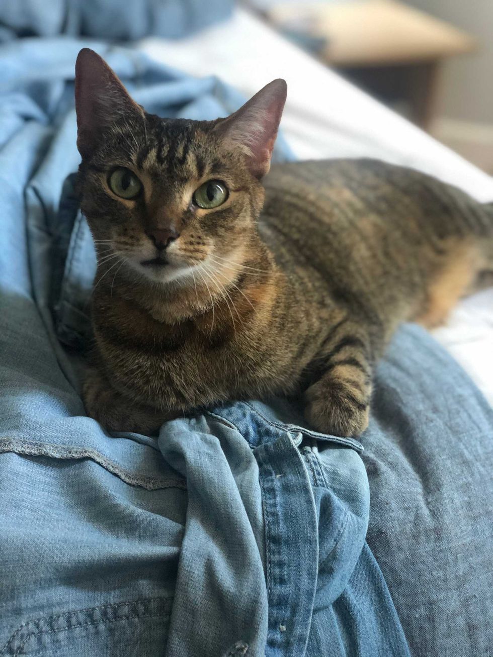 Rossellini, a nine-year-old tabby cat who enjoys being near her human, but has her boundaries and prefers to loaf or curl up where she can keep an eye on all things.