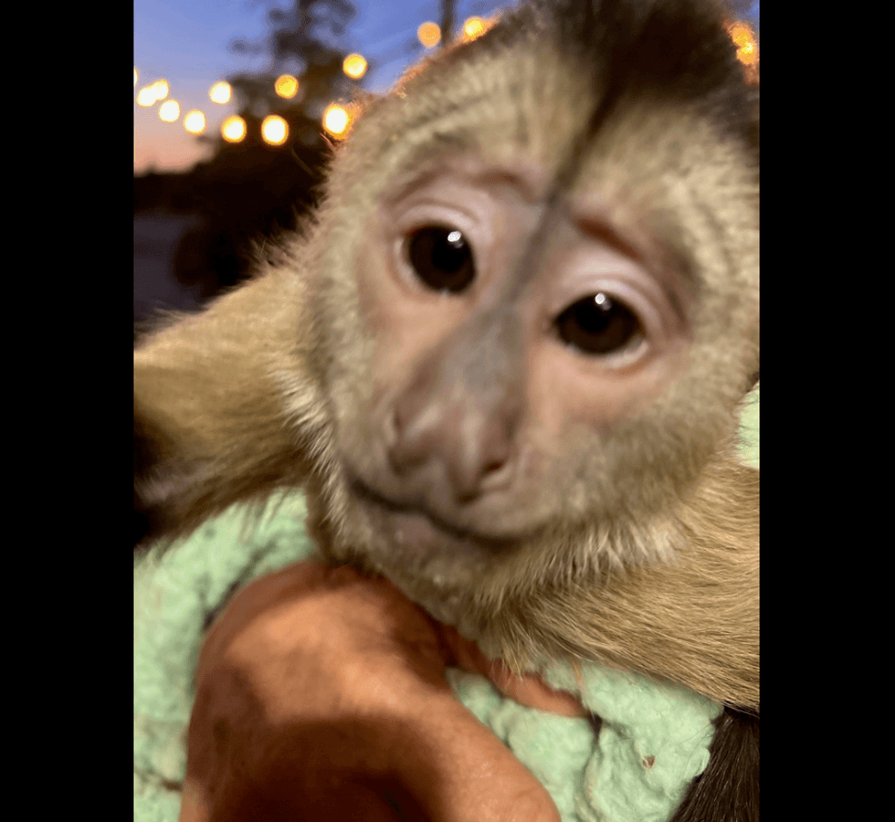 "Route" the Capuchin monkey had a little fun on Saturday.