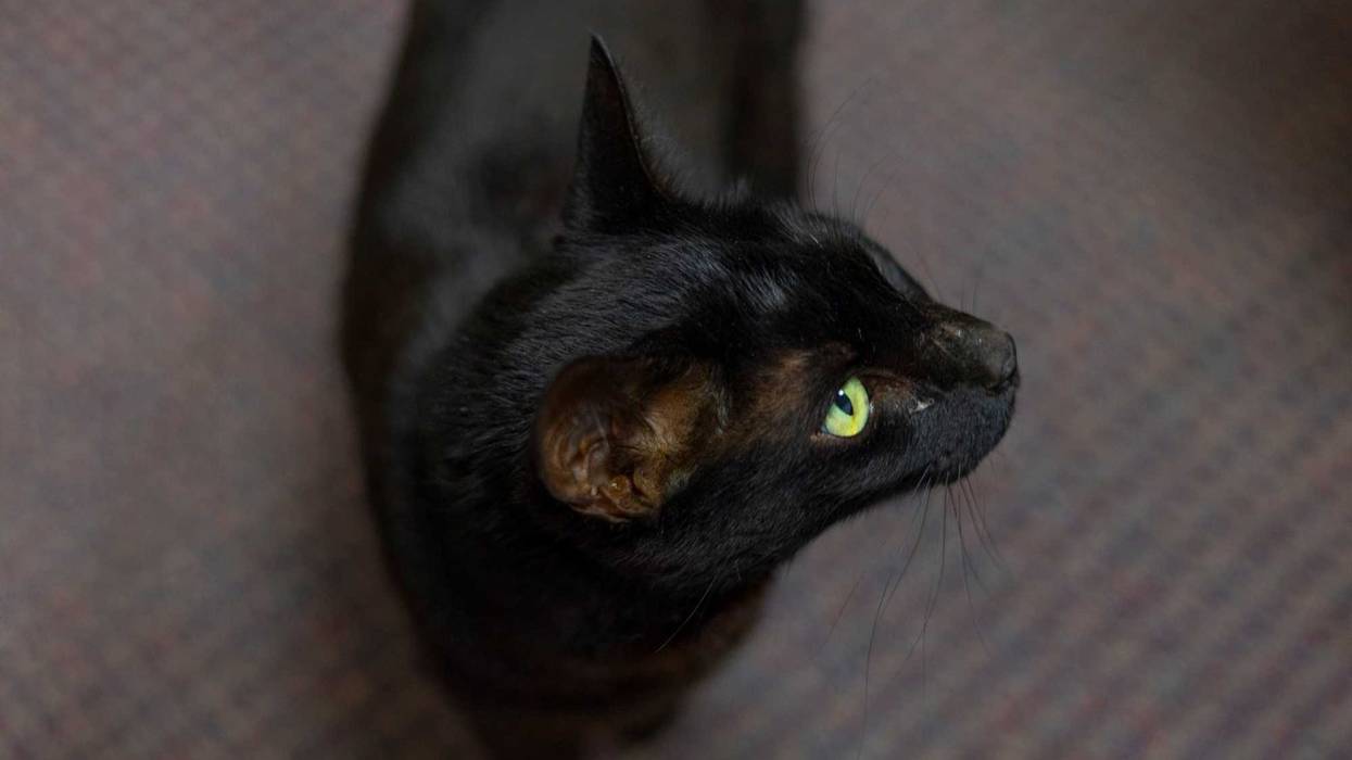 Rowdy the cat - Boston Logan International Airport