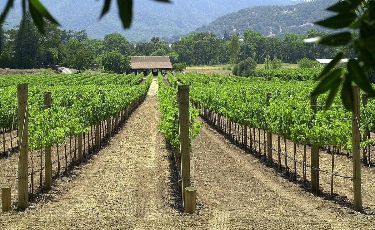 Rows of grape vines are growing June 20, 2001 at a vineyard in Napa, California.