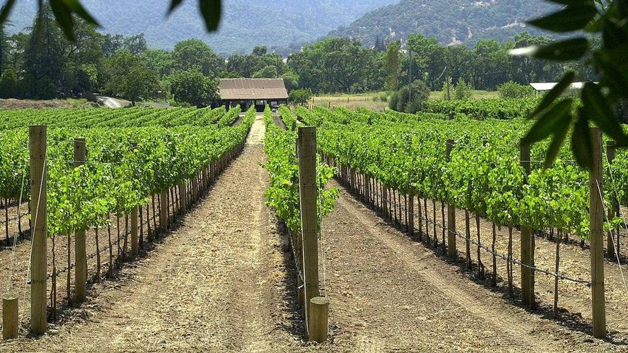 Rows of grape vines are growing June 20, 2001 at a vineyard in Napa, California.