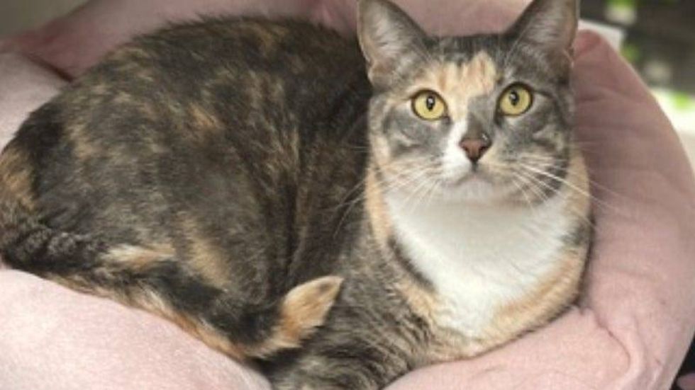 Roxy @ Austin Humane Society