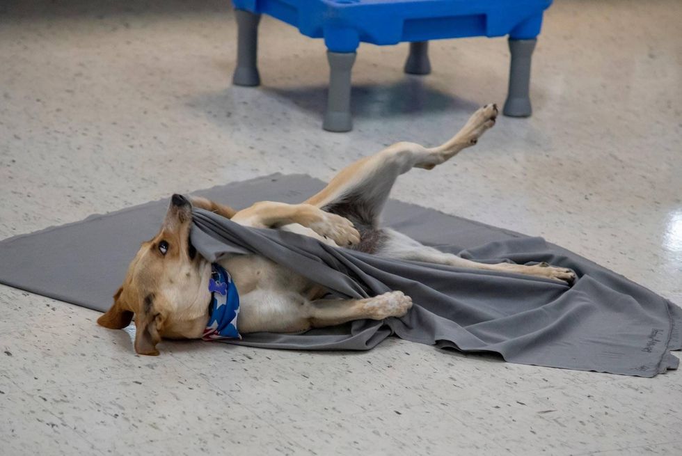 Rubia from Needy Paws