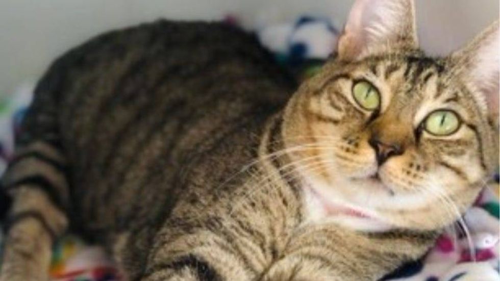 Ruby @ Austin Humane Society