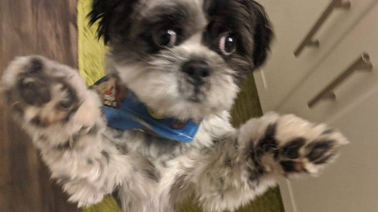 Rudy Pay attention to me!