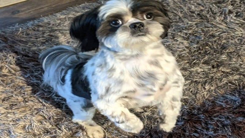 Rudy Roo Beg paws HR