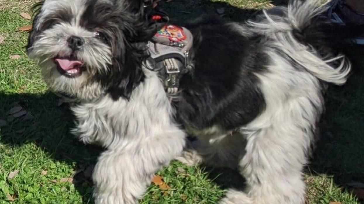 Rudy Roo enjoying outside