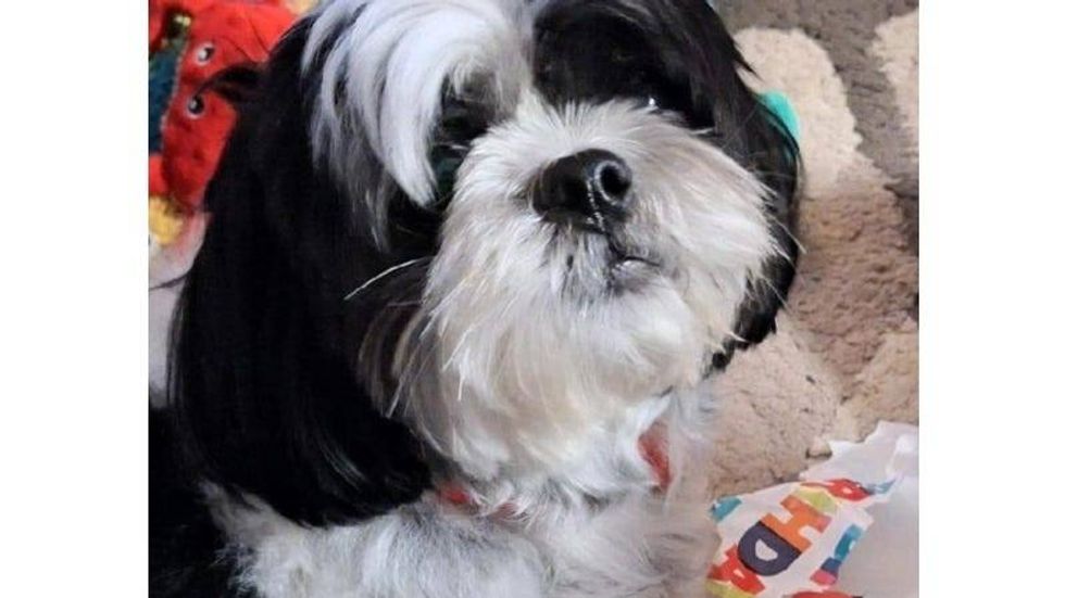 Rudy Roo Ferocious 5 2/4/24