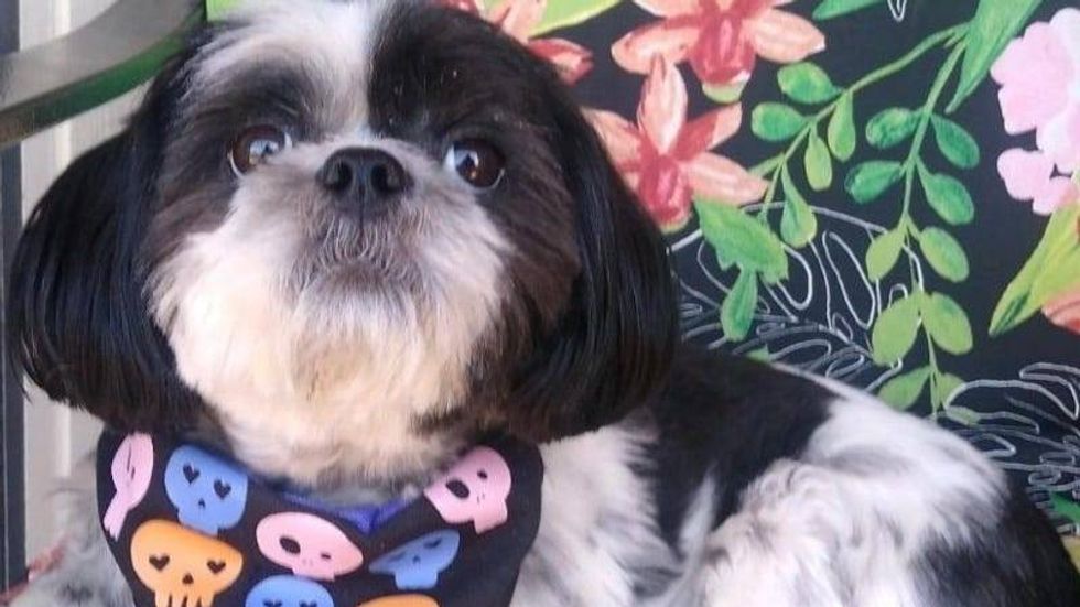 Rudy Roo Shih Tzy 1/10/23 / HR