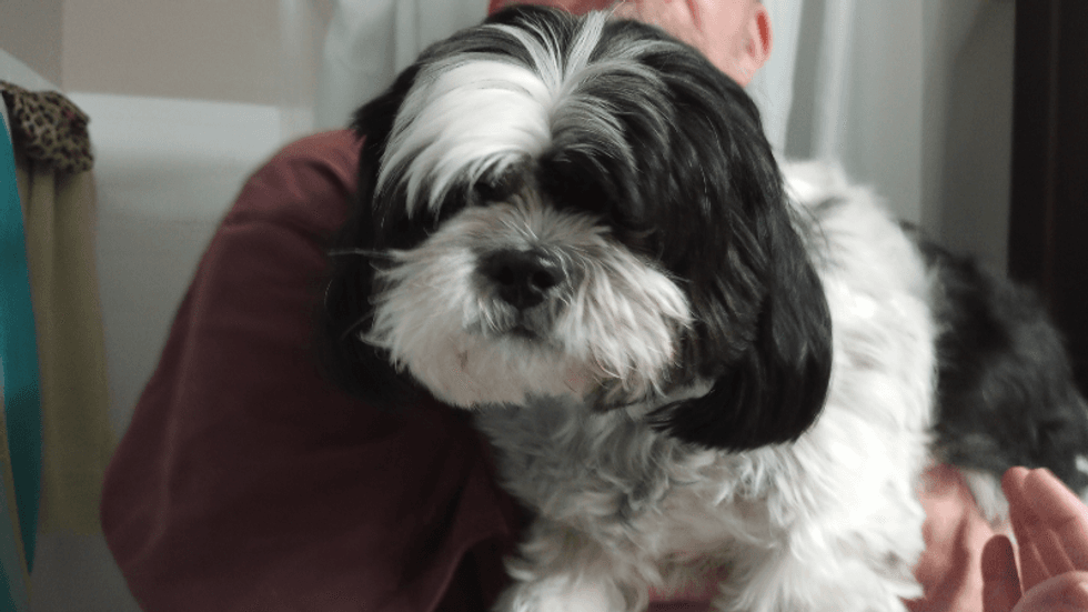 Rudy Roo the Shih Tzu - Won