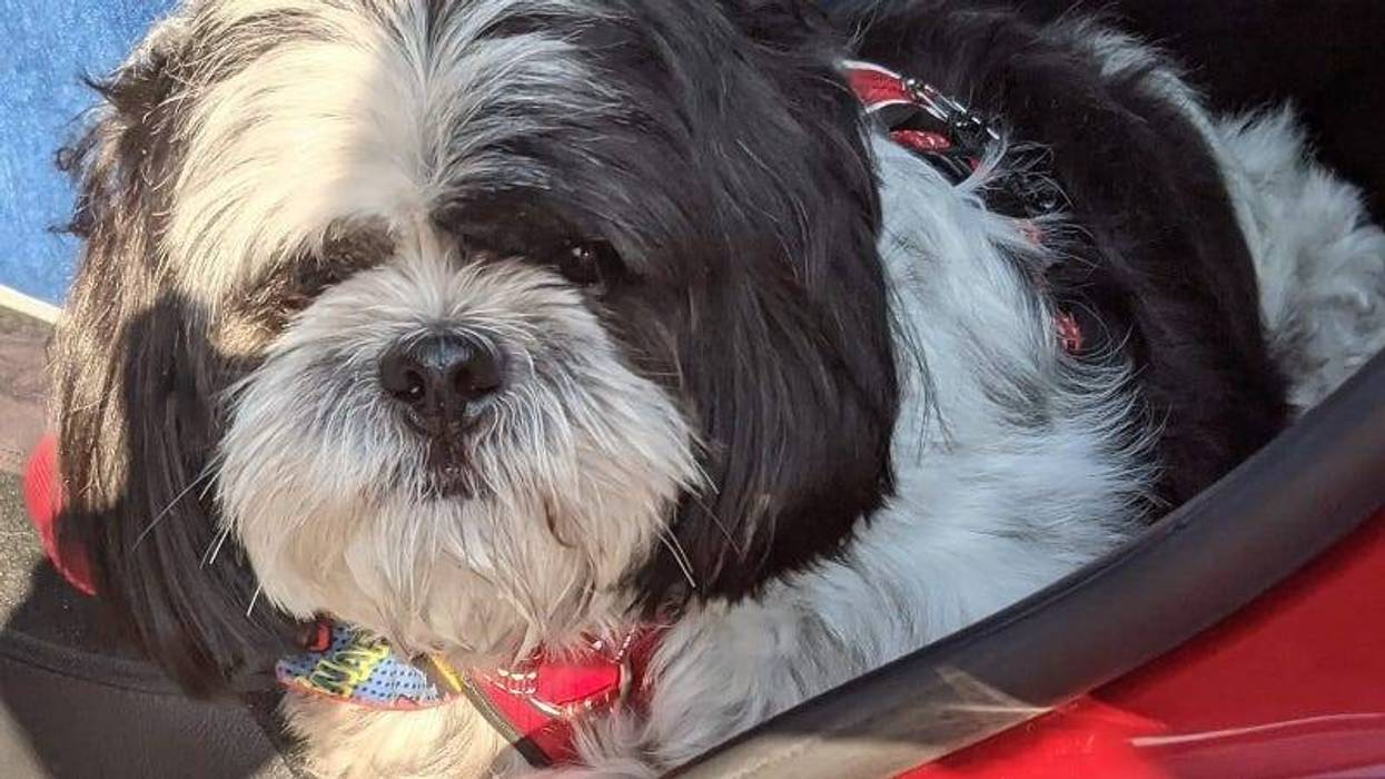 Rudy Roo the Shih Tzue / Austin Pets Alive Parvo Puppy Survivor 2019