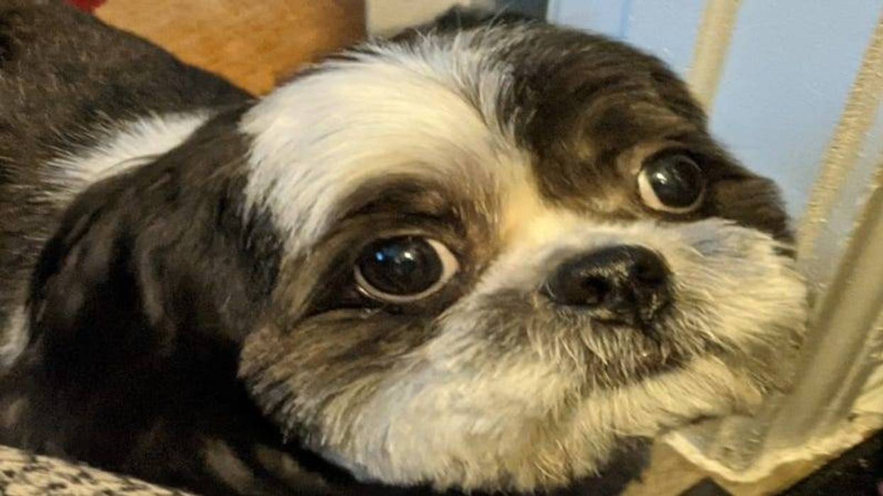 Rudy Roo up close HR