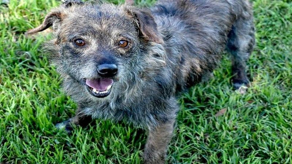Rummy @ Austin Humane Society 4/24/24