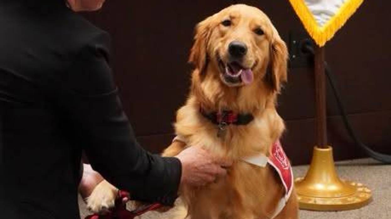 New support dog working at a Chicago downtown courthouse