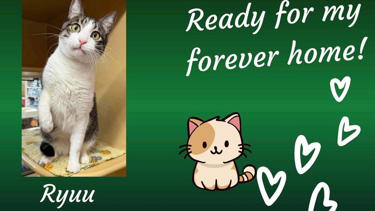 Ryuu, a five year old white and gray tabby cat