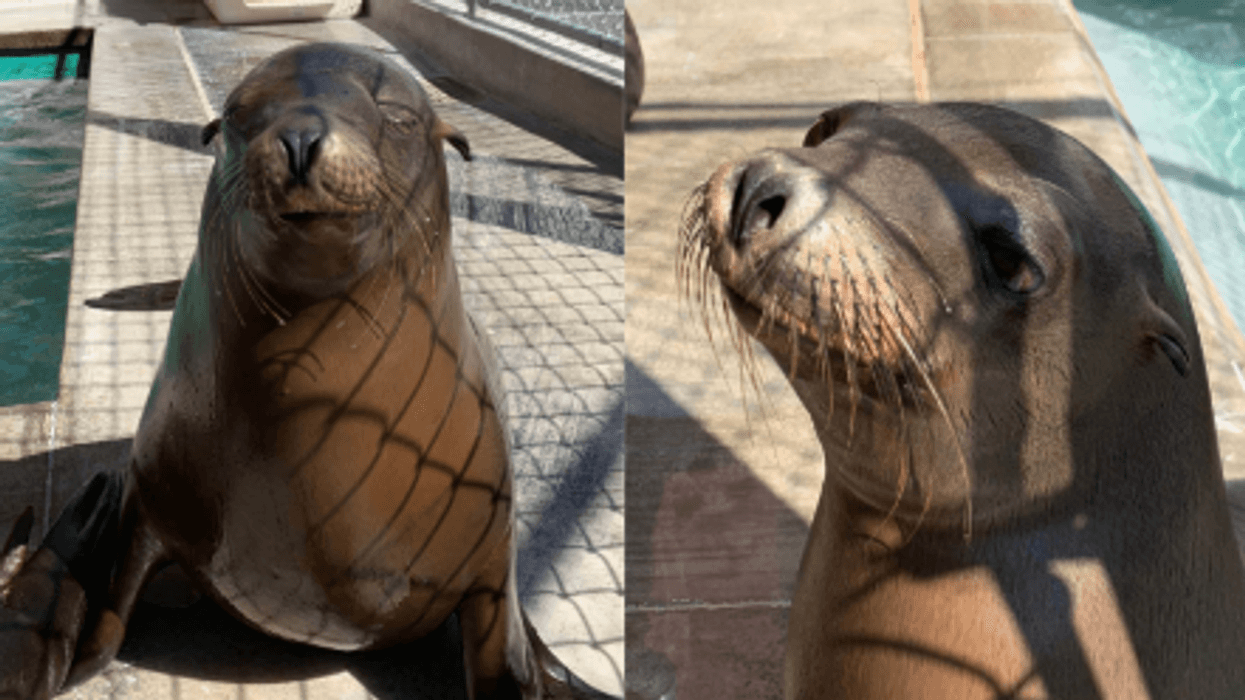 Sabiena (L) and Carolyn (R) are the newest arrivals at Brookfield Zoo.