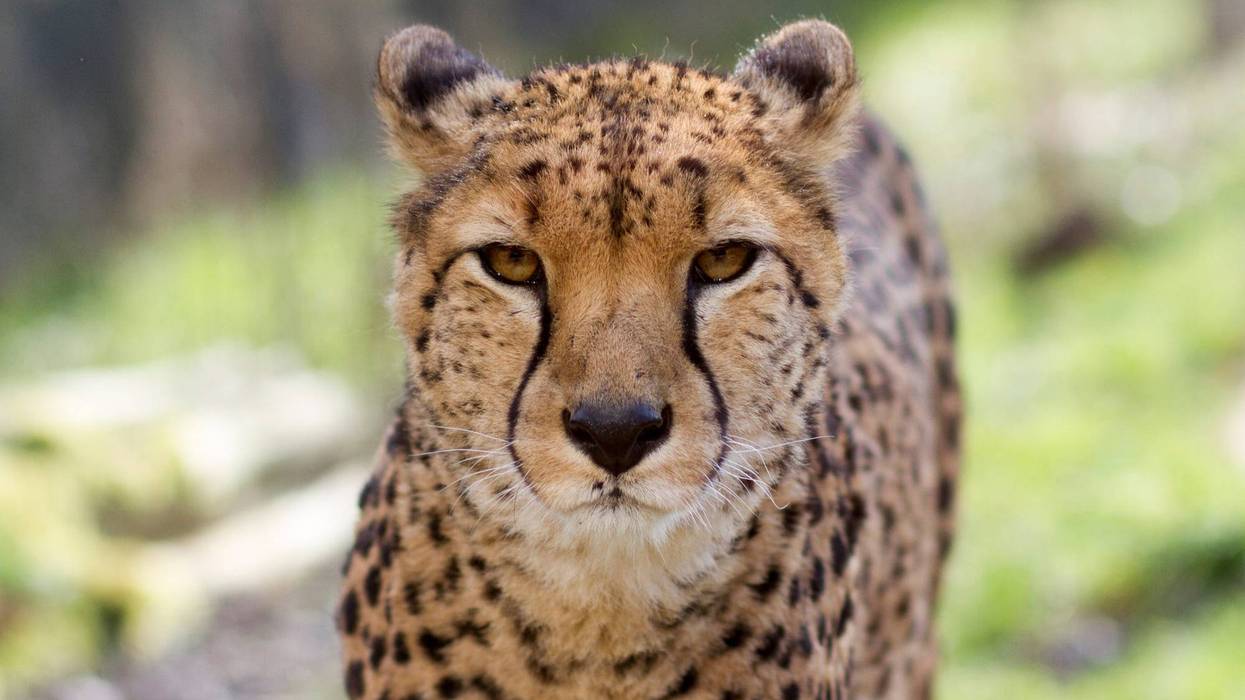 Sacramento Zoo welcomes Cheetahs