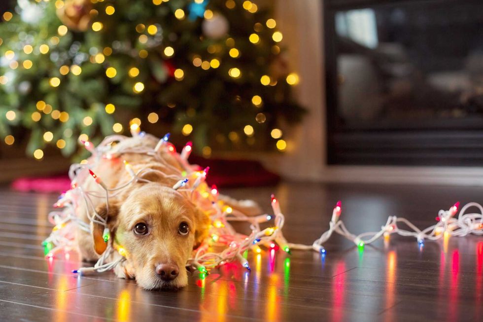 Sad at Christmas