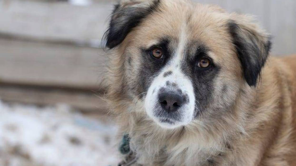 sad dog outside