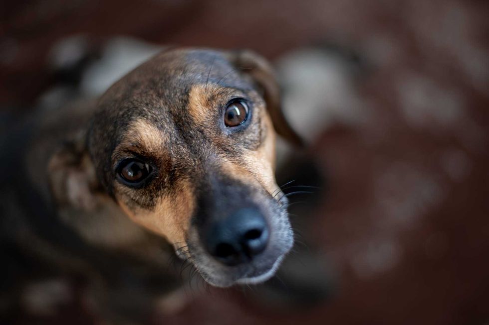 Sad dog