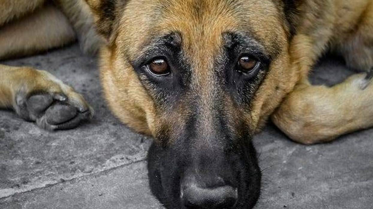 Sad look of an adult German shepherd