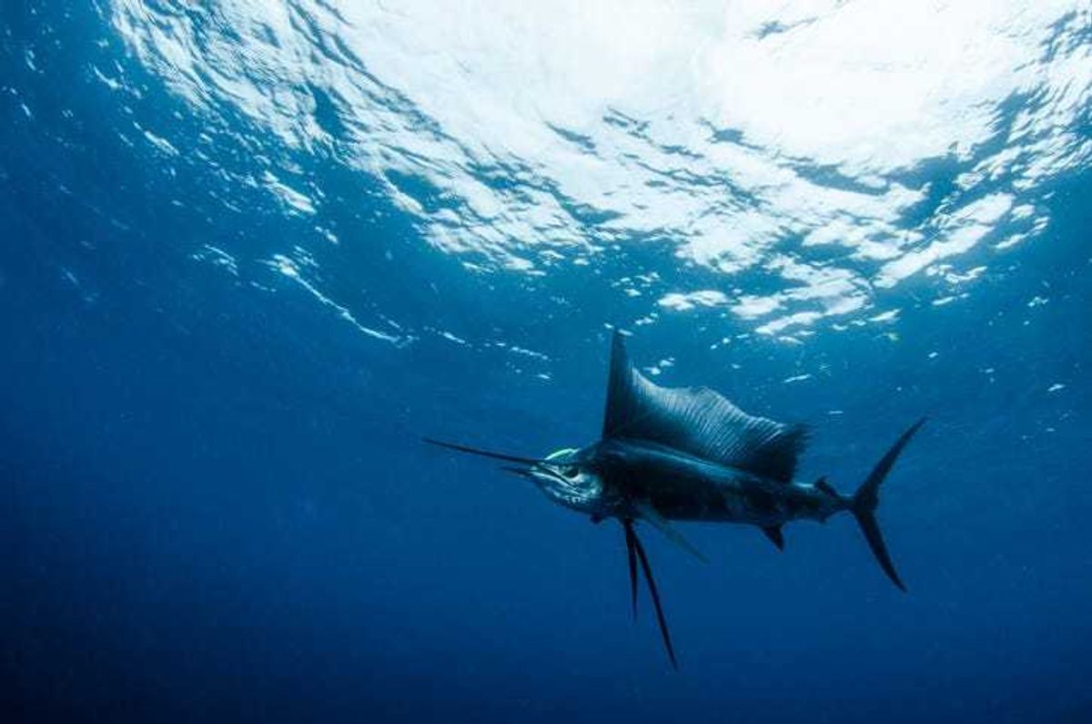 Sailfish.