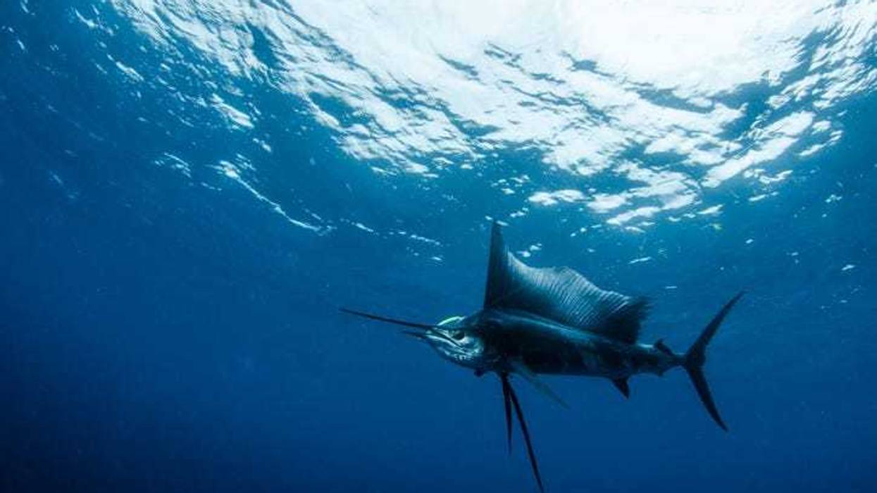 Sailfish.