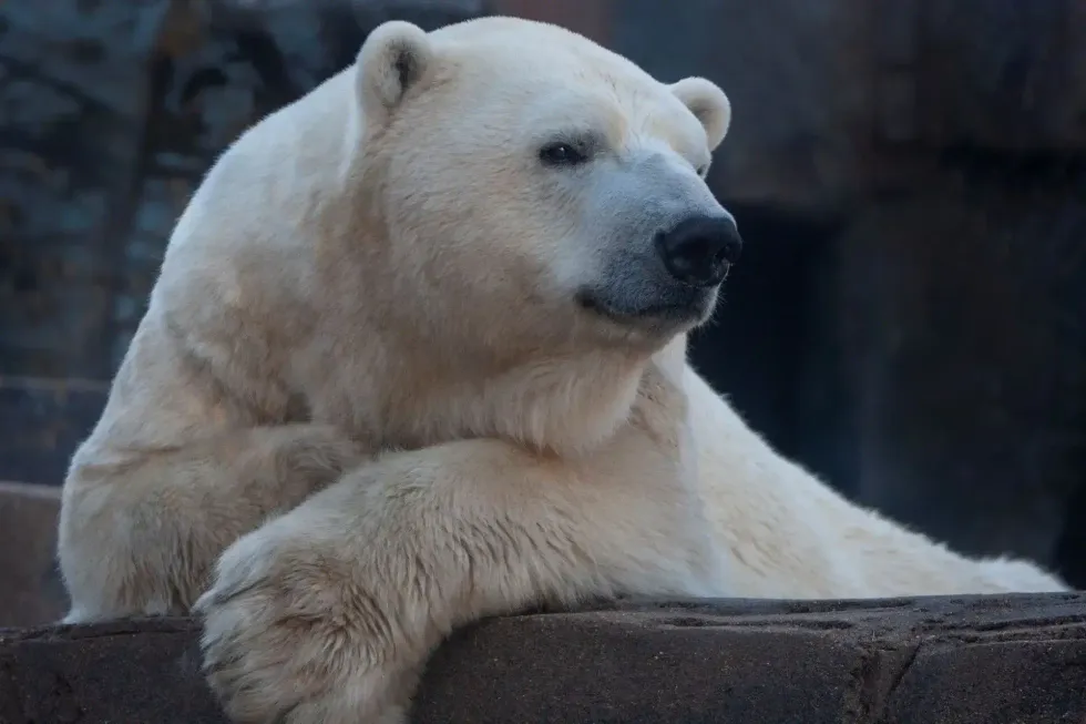 Saint Louis Zoo