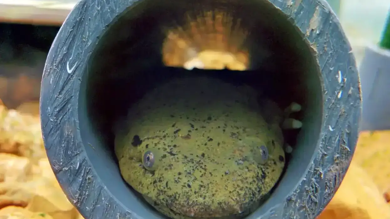 salamander