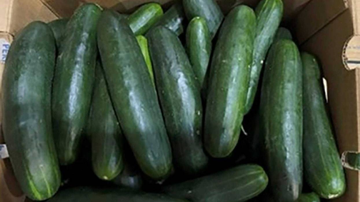 Salmonella-Cucumbers