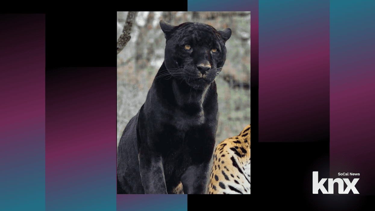 Black jaguar dies after rattlesnake bites at California sanctuary