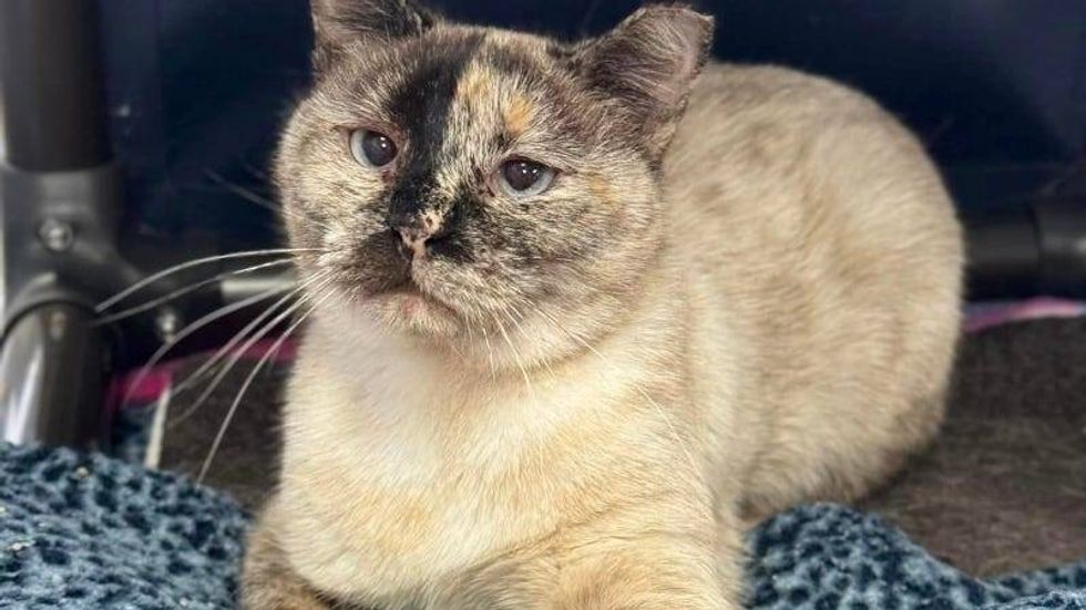 Sammie @ Austin Humane Society 4/24/24