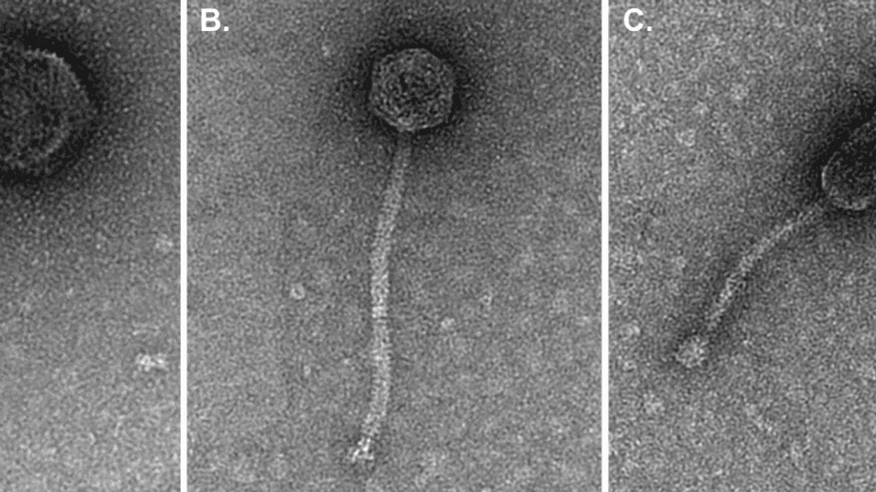 San Antonio Navy researchers name new bacteria-eating viruses after Texas icons
