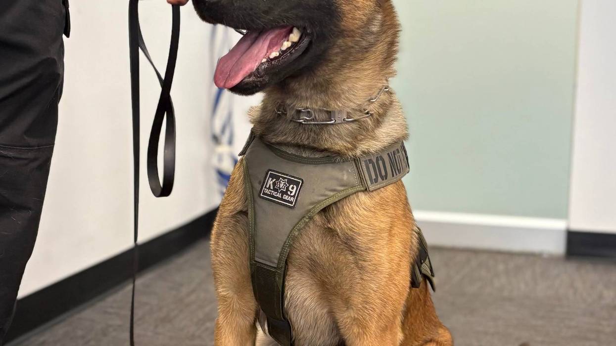 San Bernardino Police Canine Draco, a Russian Malinois