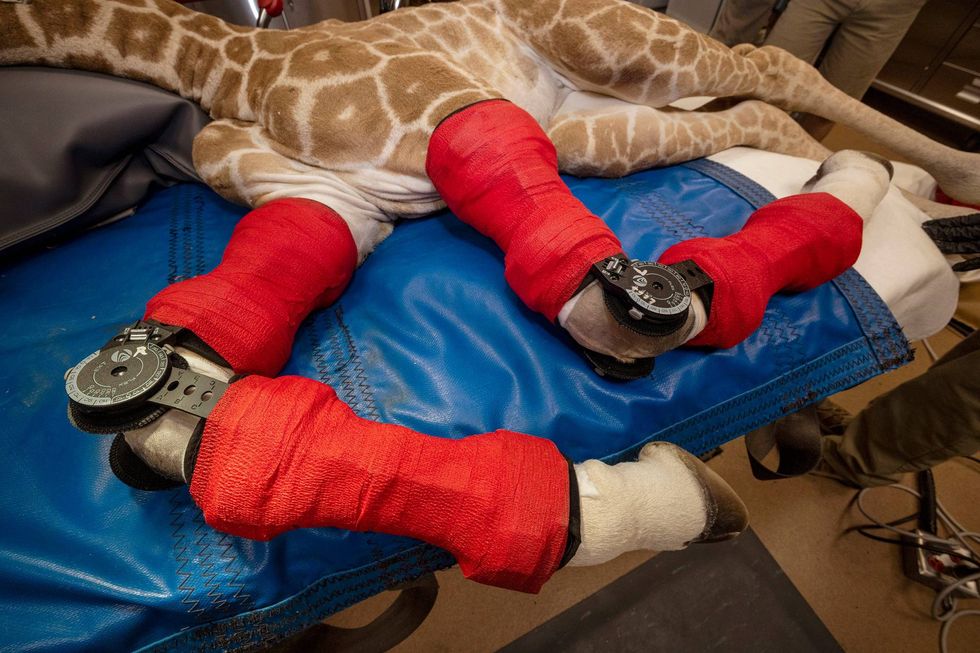 San Diego Zoo baby giraffe getting fitted for leg braces