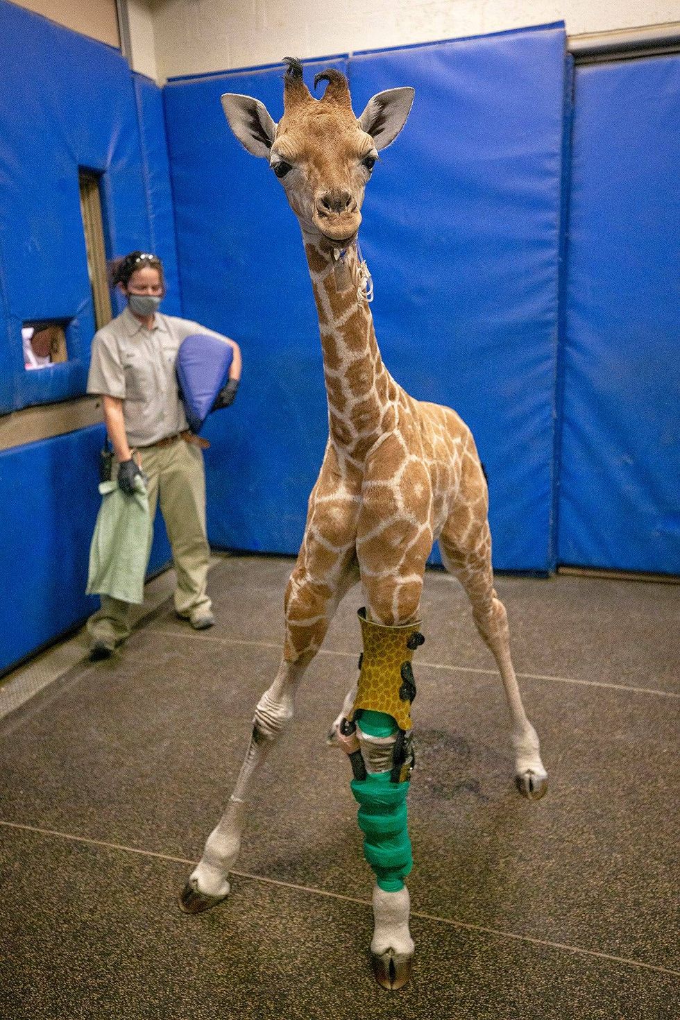 San Diego Zoo baby giraffe in leg brace