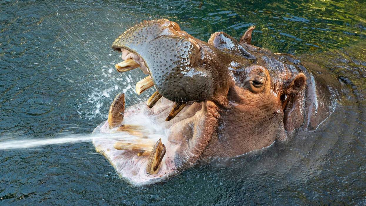 San Diego Zoo Hippo Dies