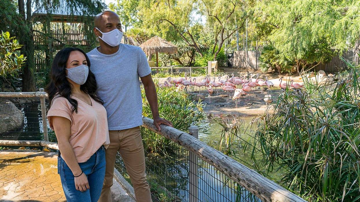 san diego zoo safari park masks