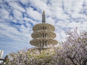 SAVE THE DATE: Northern California Cherry Blossom Festival