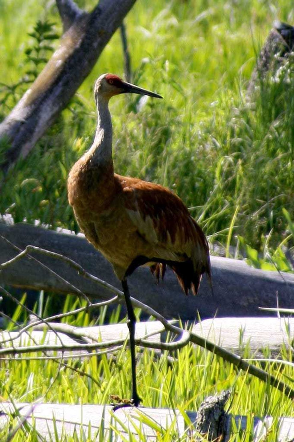 Sandhill Crane located at the Great Marsh