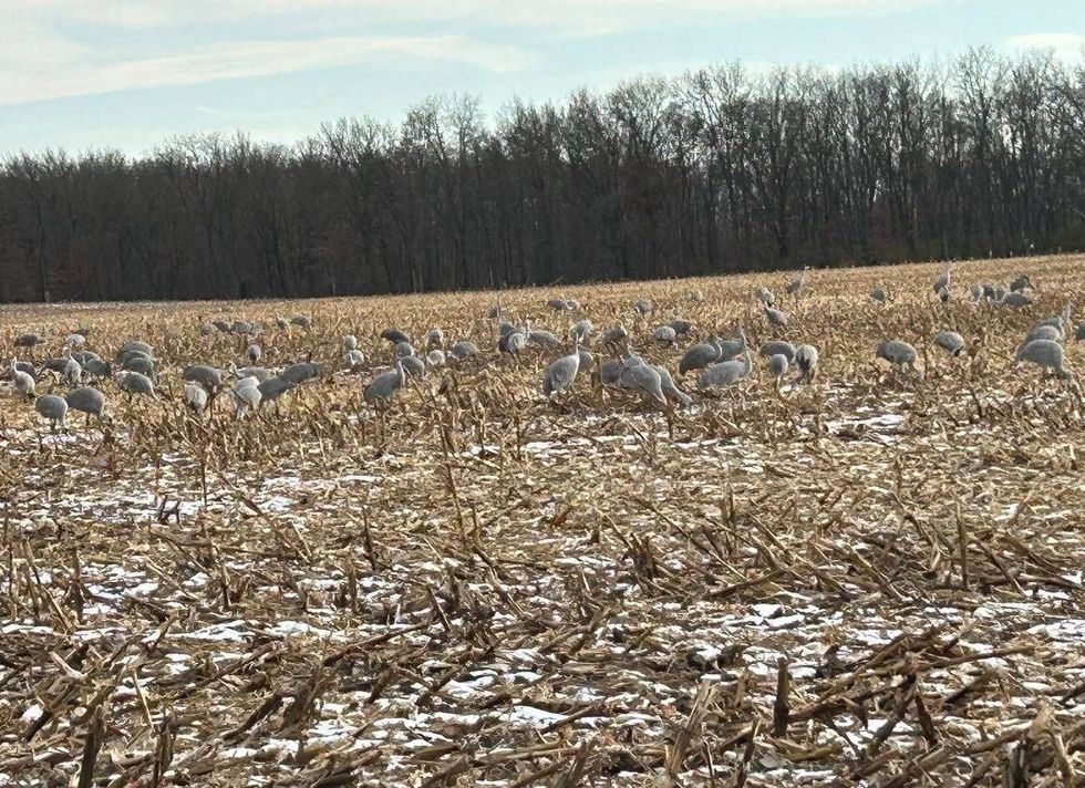 Sandhill cranes
