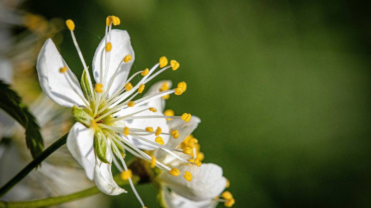 Sandhill Plum flower