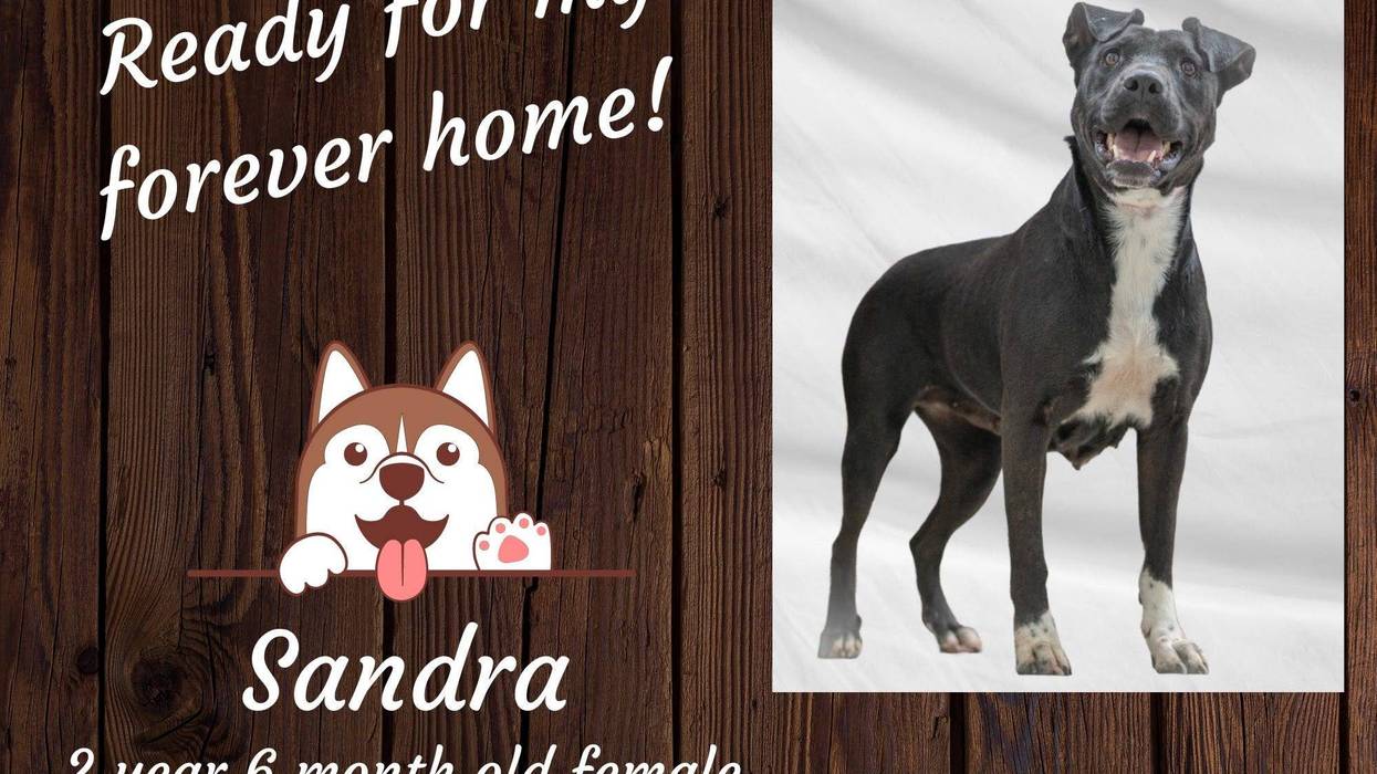 Sandra, a two and a half year old black and white medium mixed breed dog