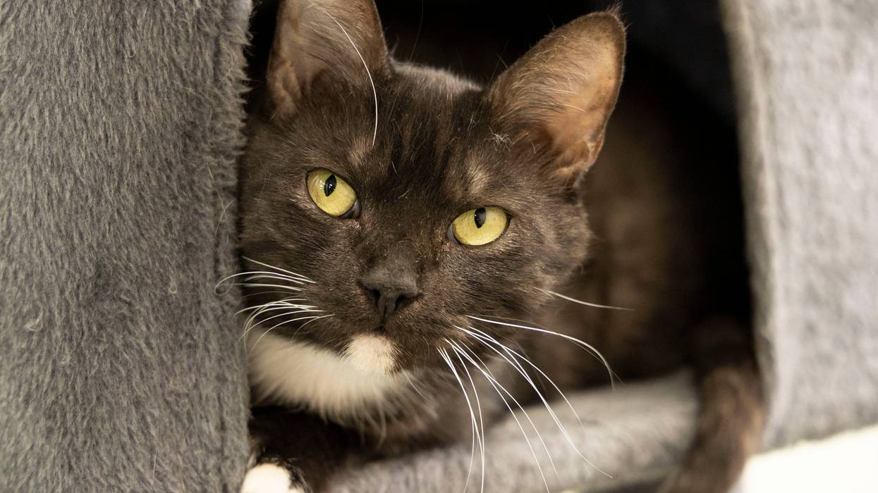 Saola at The Humane Society of North Central Florida
