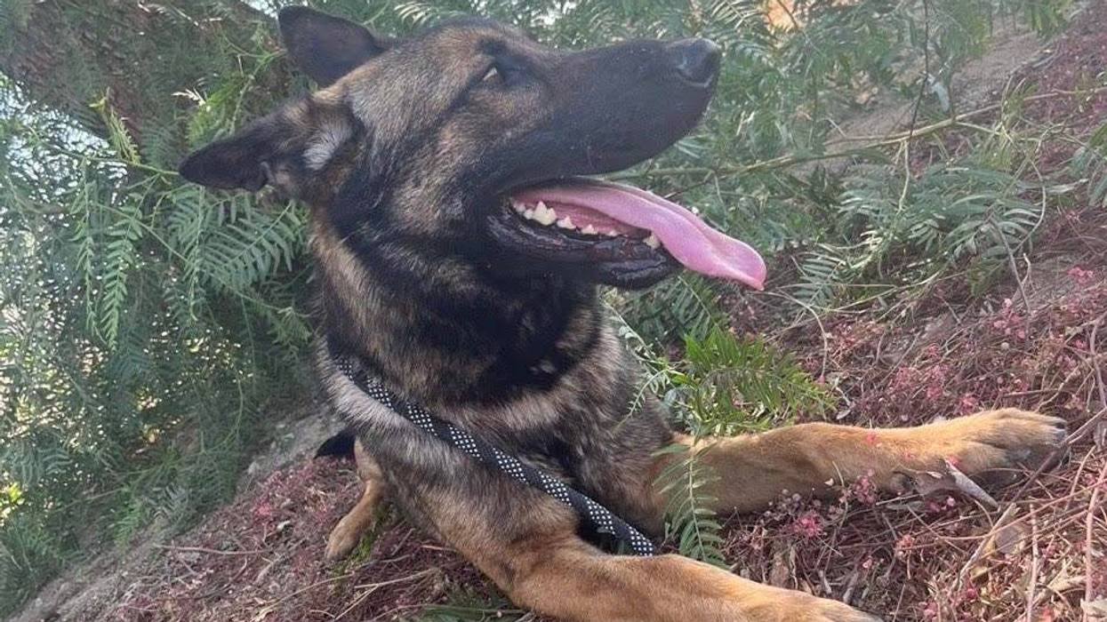 Sarge, a 2 1/2 year old large mixed breed pup up for adoption through ARE Animal Rescue