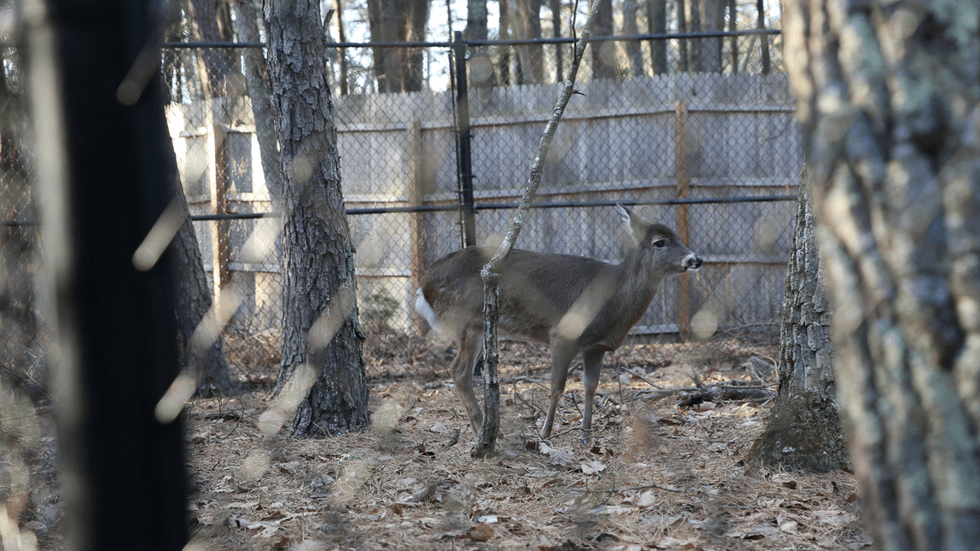 Sassafras is a white-tailed deer