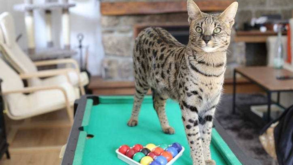 Savannah cat
