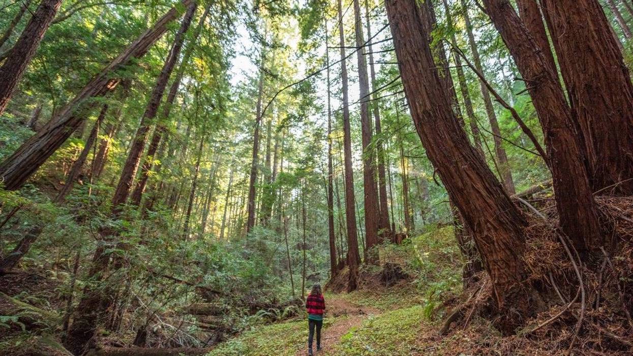Save the Redwoods League announced it reached an agreement to buy the Cascade Creek property in the Santa Cruz mountains.