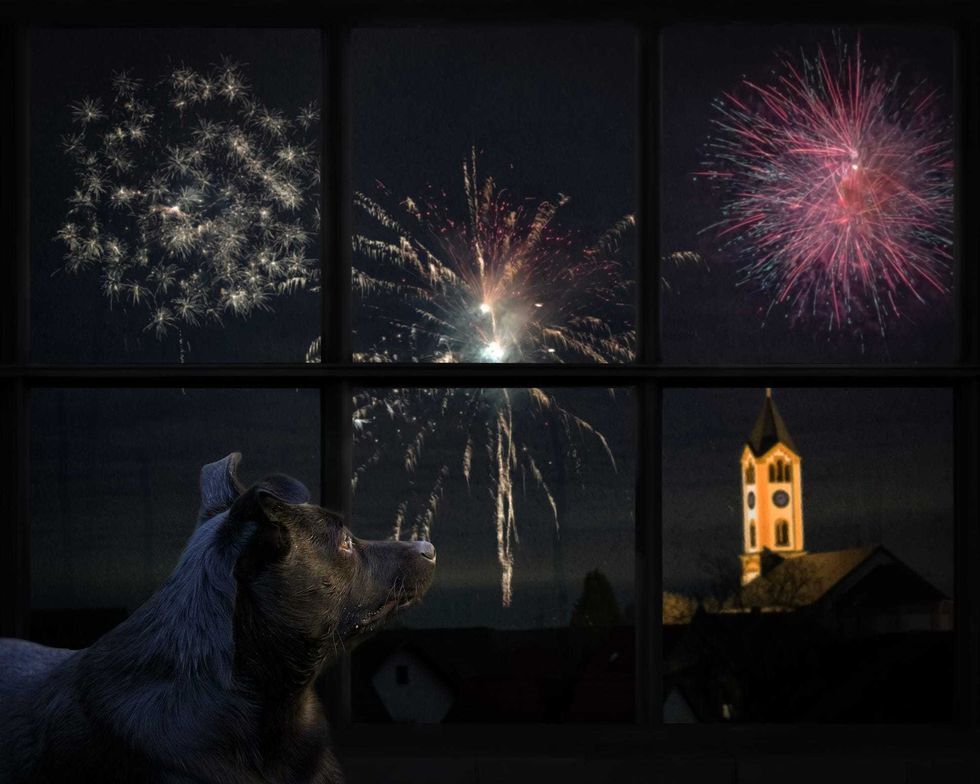 Scared animal fireworks